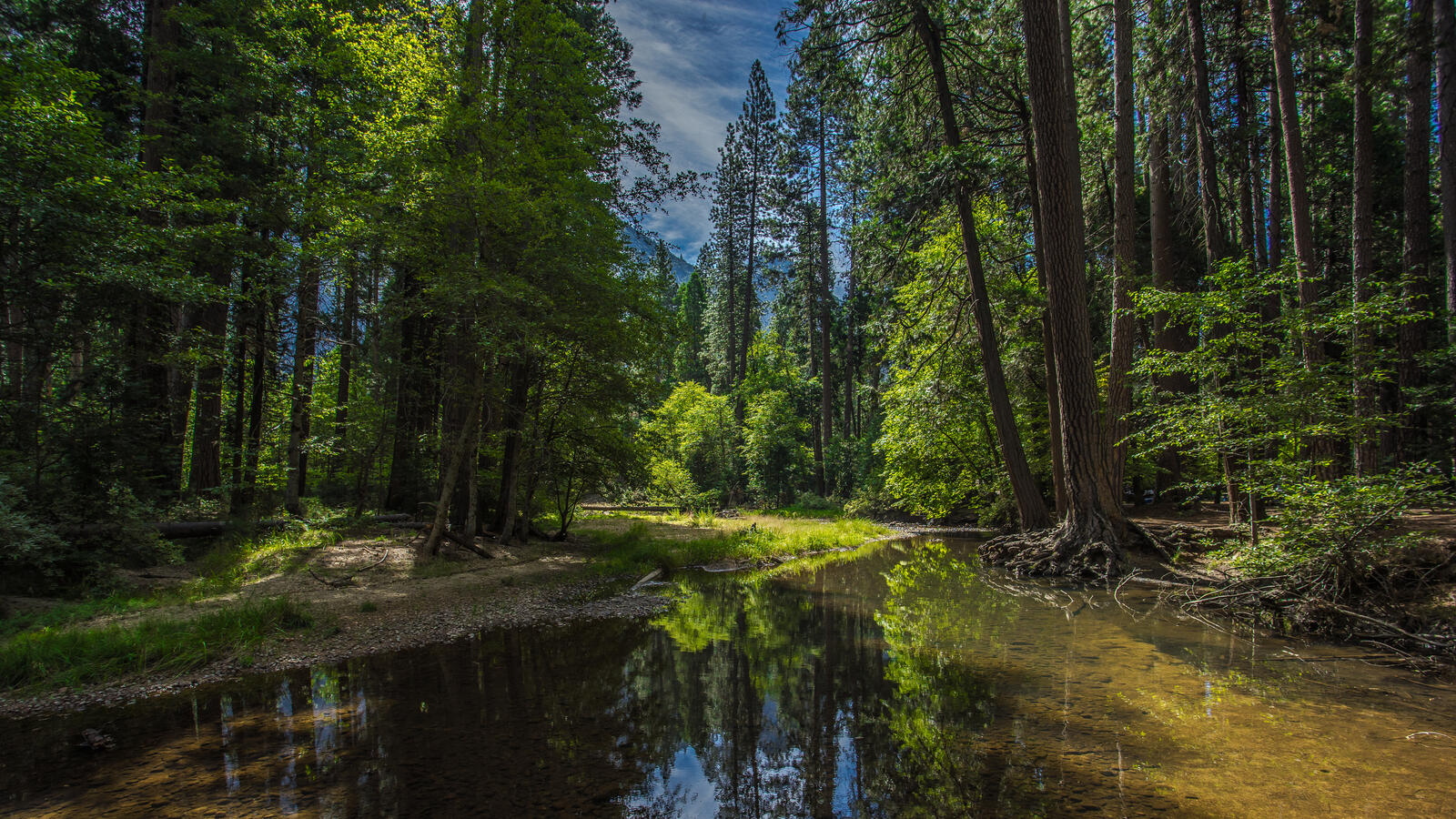 Обои лес Йосемитский национальный парк природа на рабочий стол