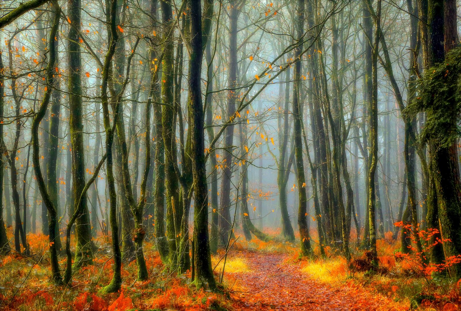 Wallpapers autumn leaves fog autumn paints on the desktop
