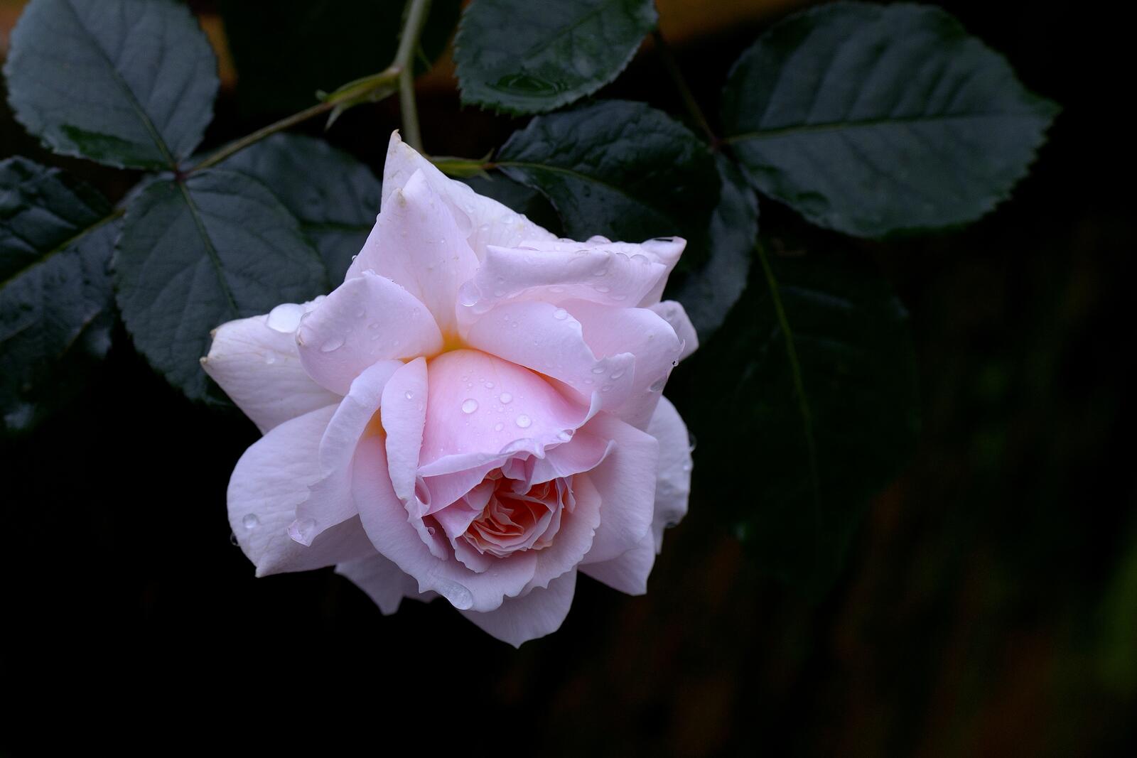Бесплатное фото Белая роза и капли росы