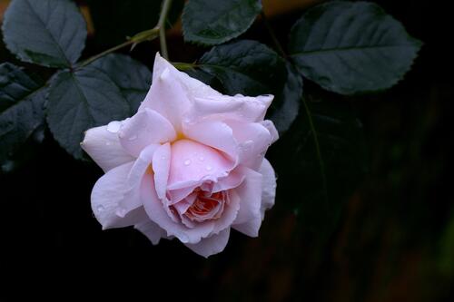Белая роза и капли росы