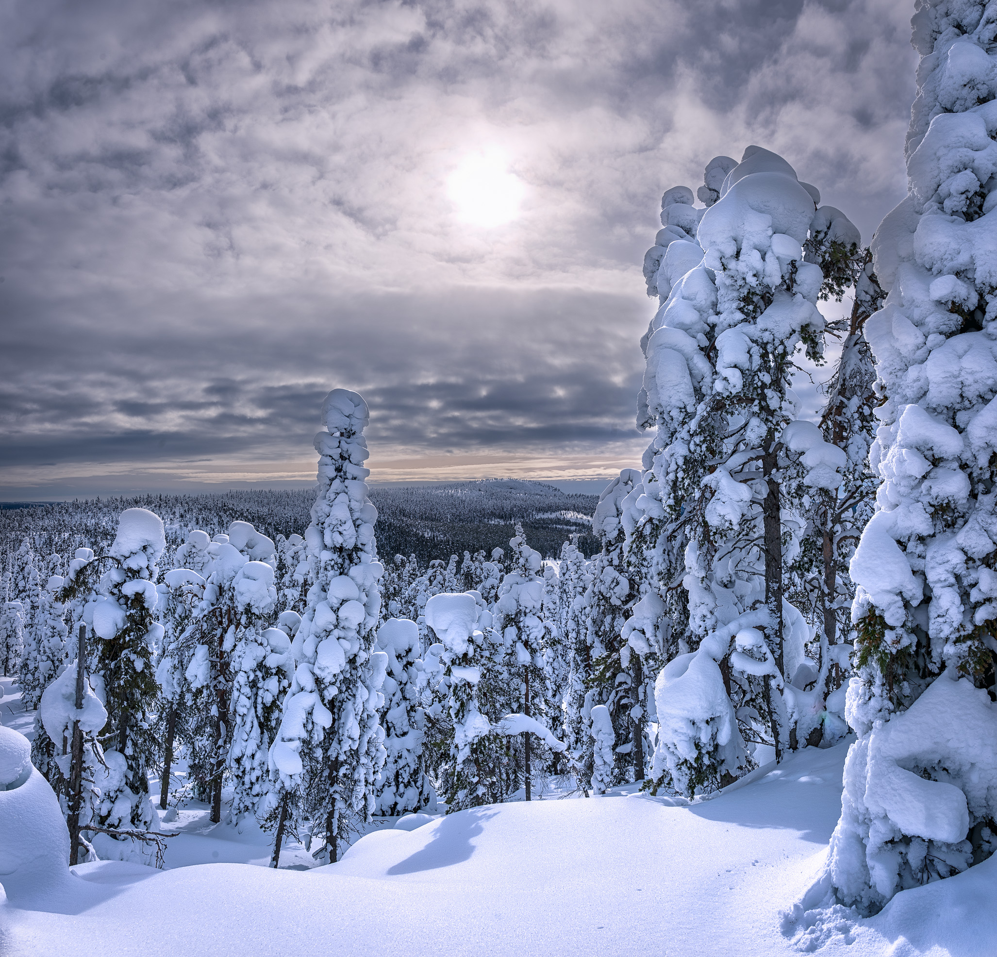 免费照片圣诞树和雪堆