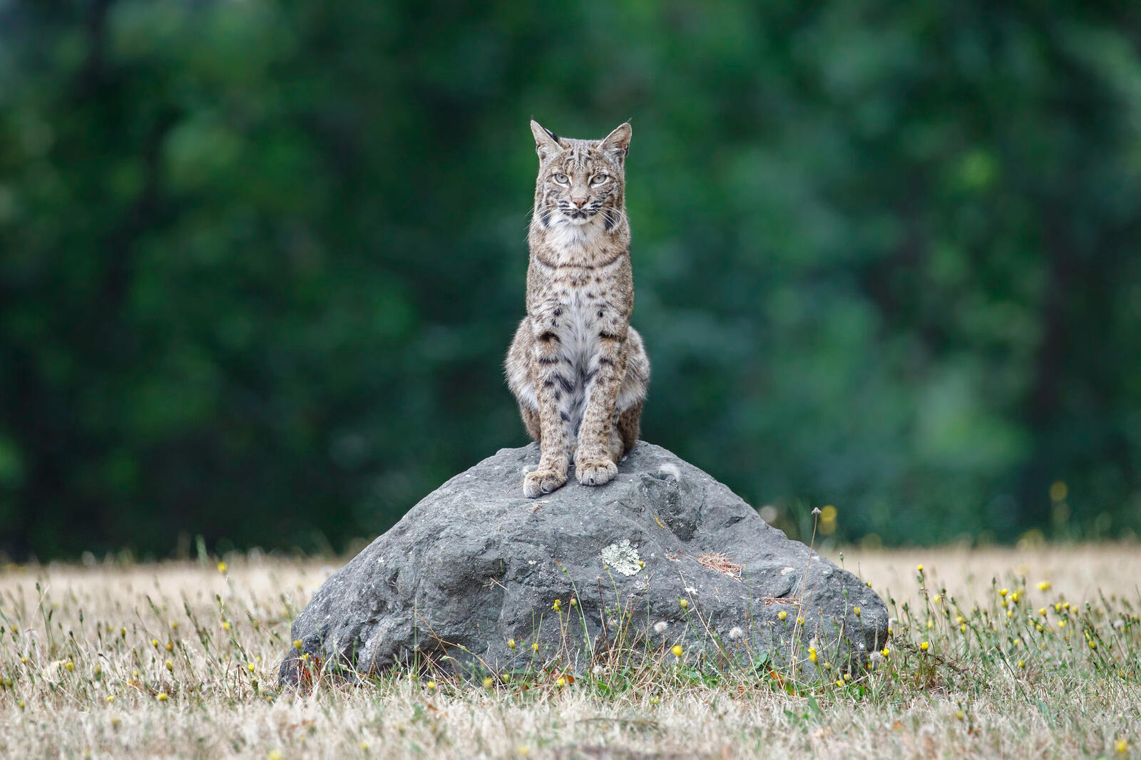 Wallpapers redhead lynx bobcat Lynx Rufus on the desktop