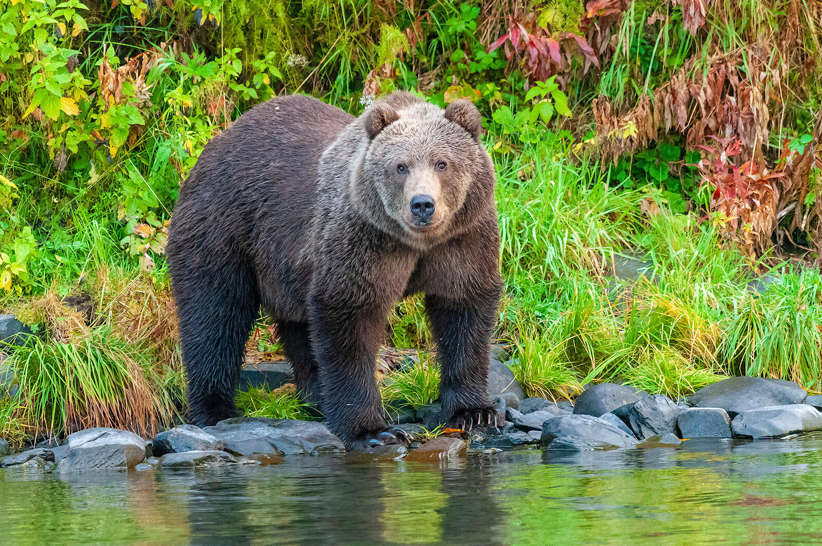 Обои Бурый медведь река Карлук плотоядное млекопитающее на рабочий стол