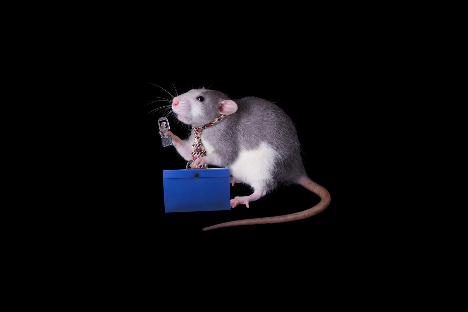 Бесплатное фото Крыса с мобильником на фоне чёрном