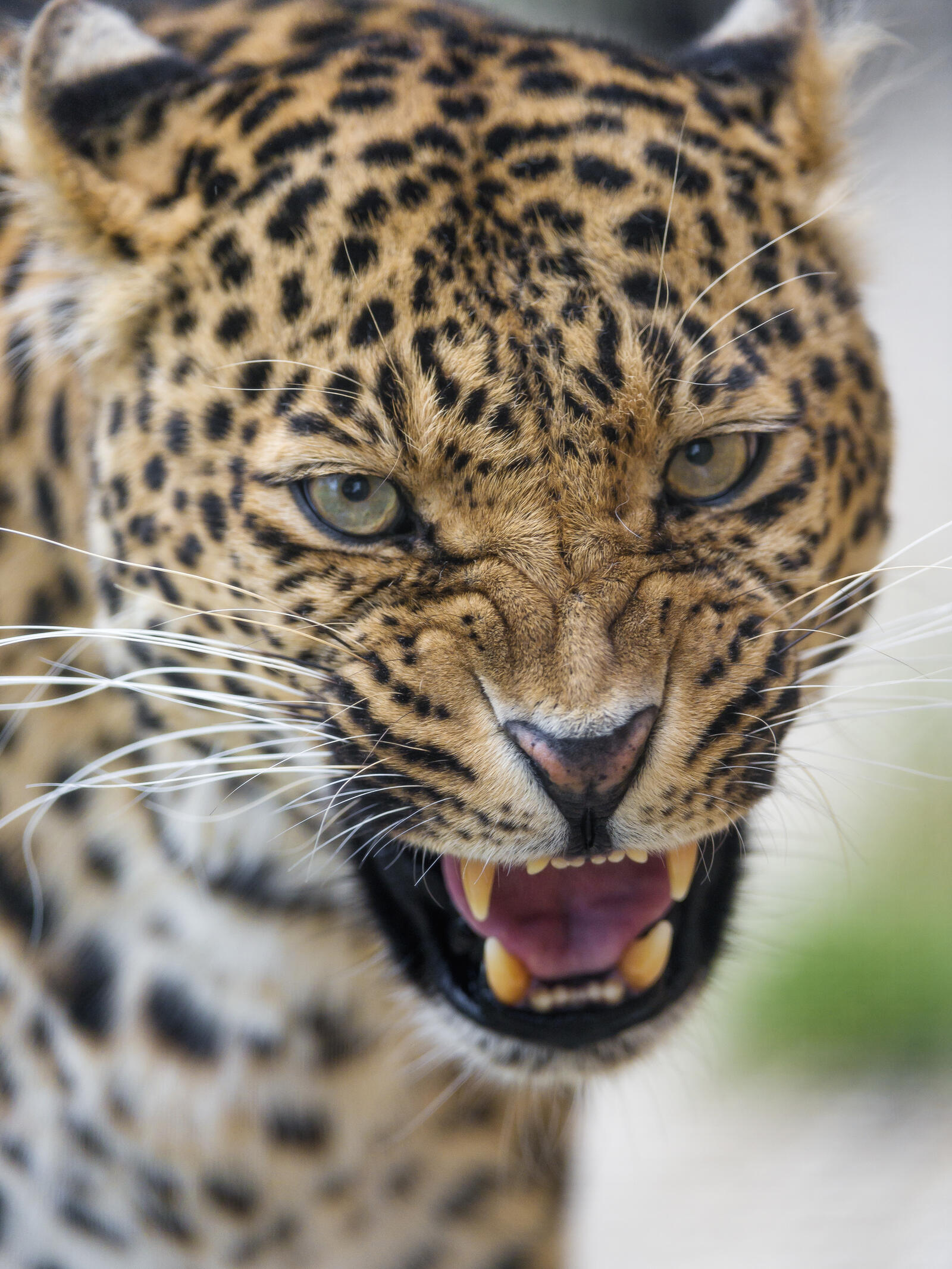 Wallpapers face leopard big cat on the desktop