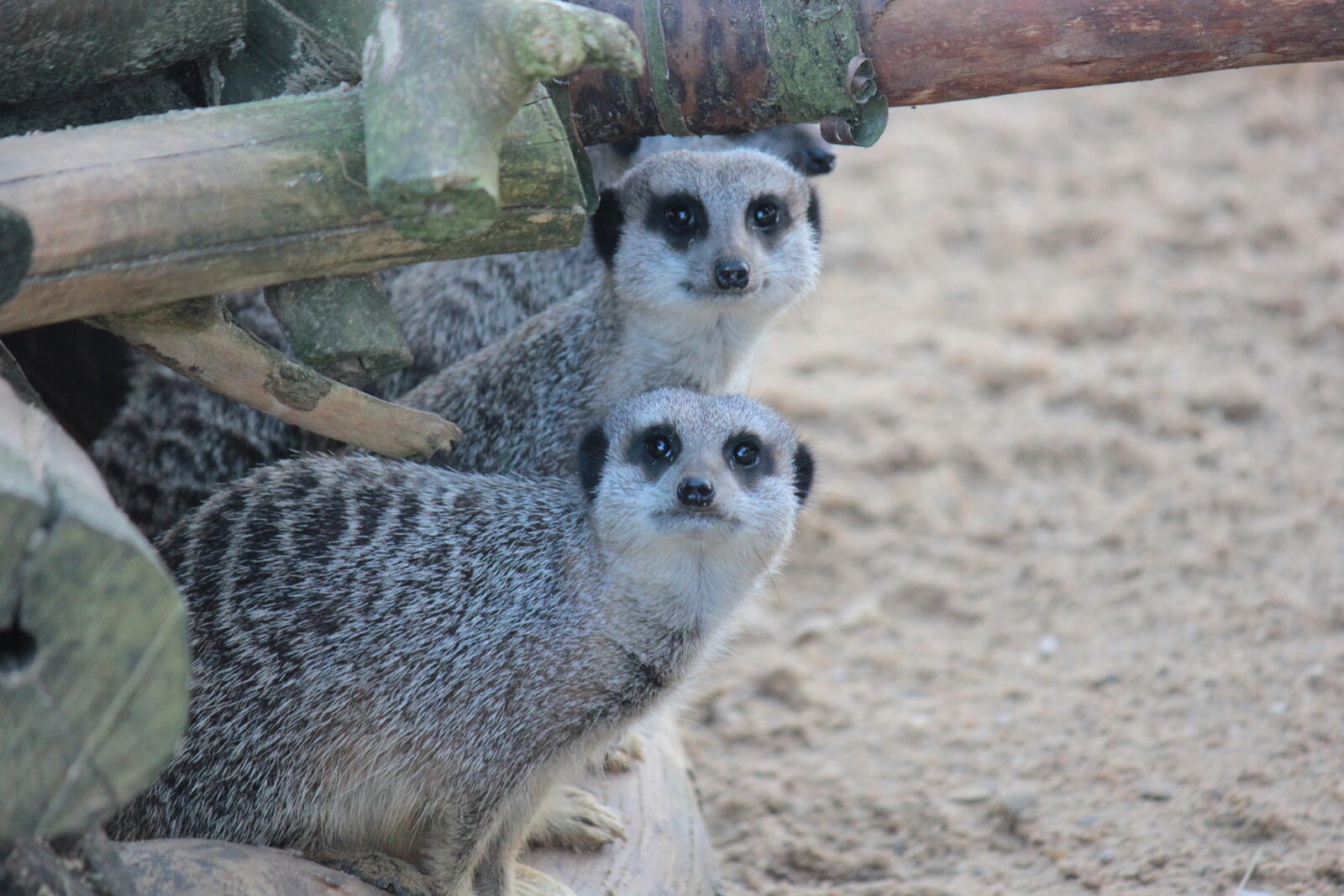 Free photo Here are the meerkats