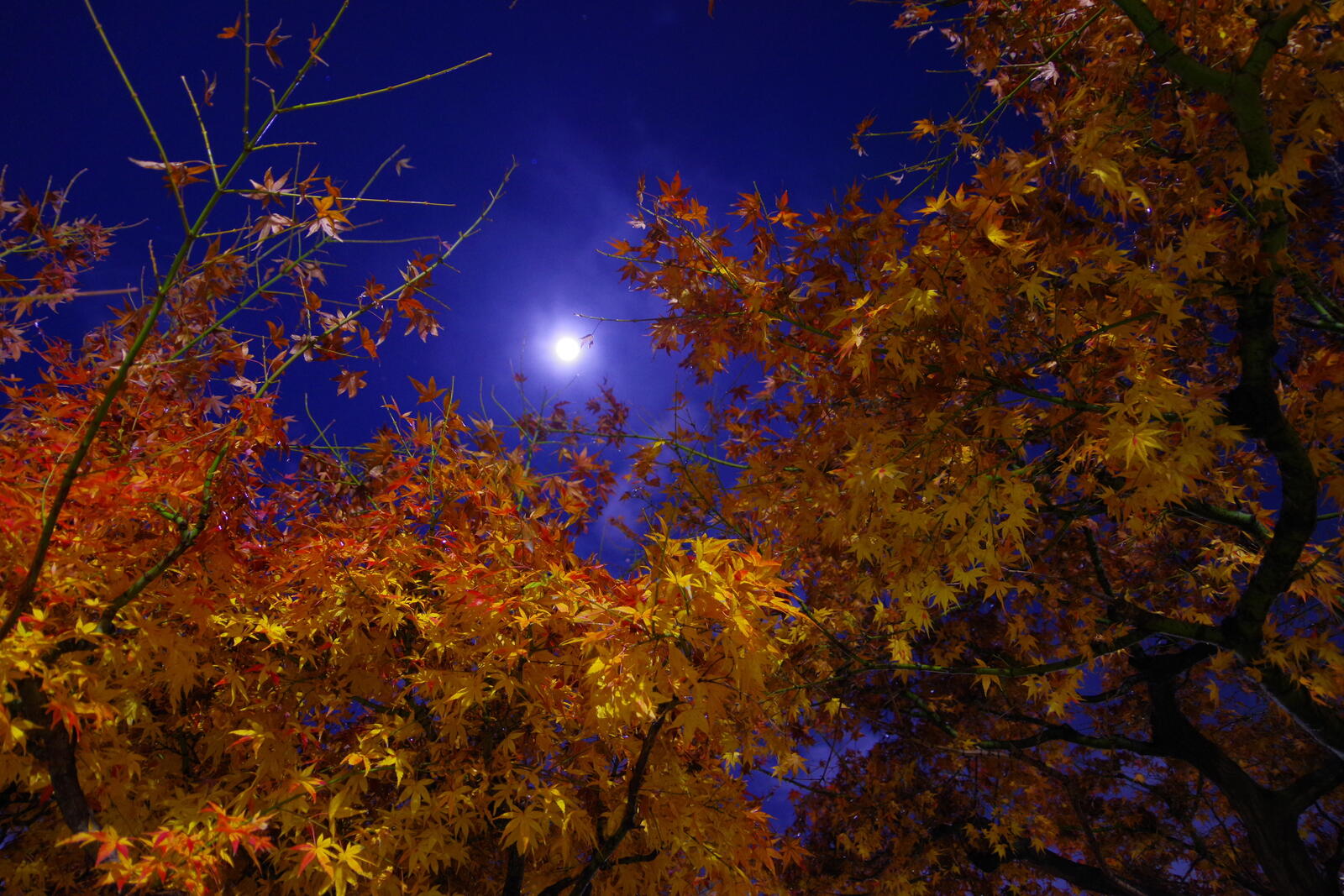桌面上的壁纸秋季 晚上 月亮