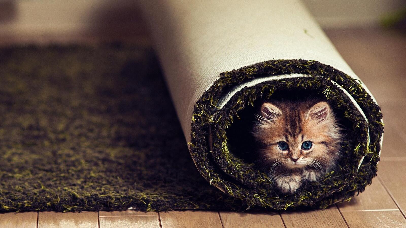 桌面上的壁纸动物 地毯 猫咪