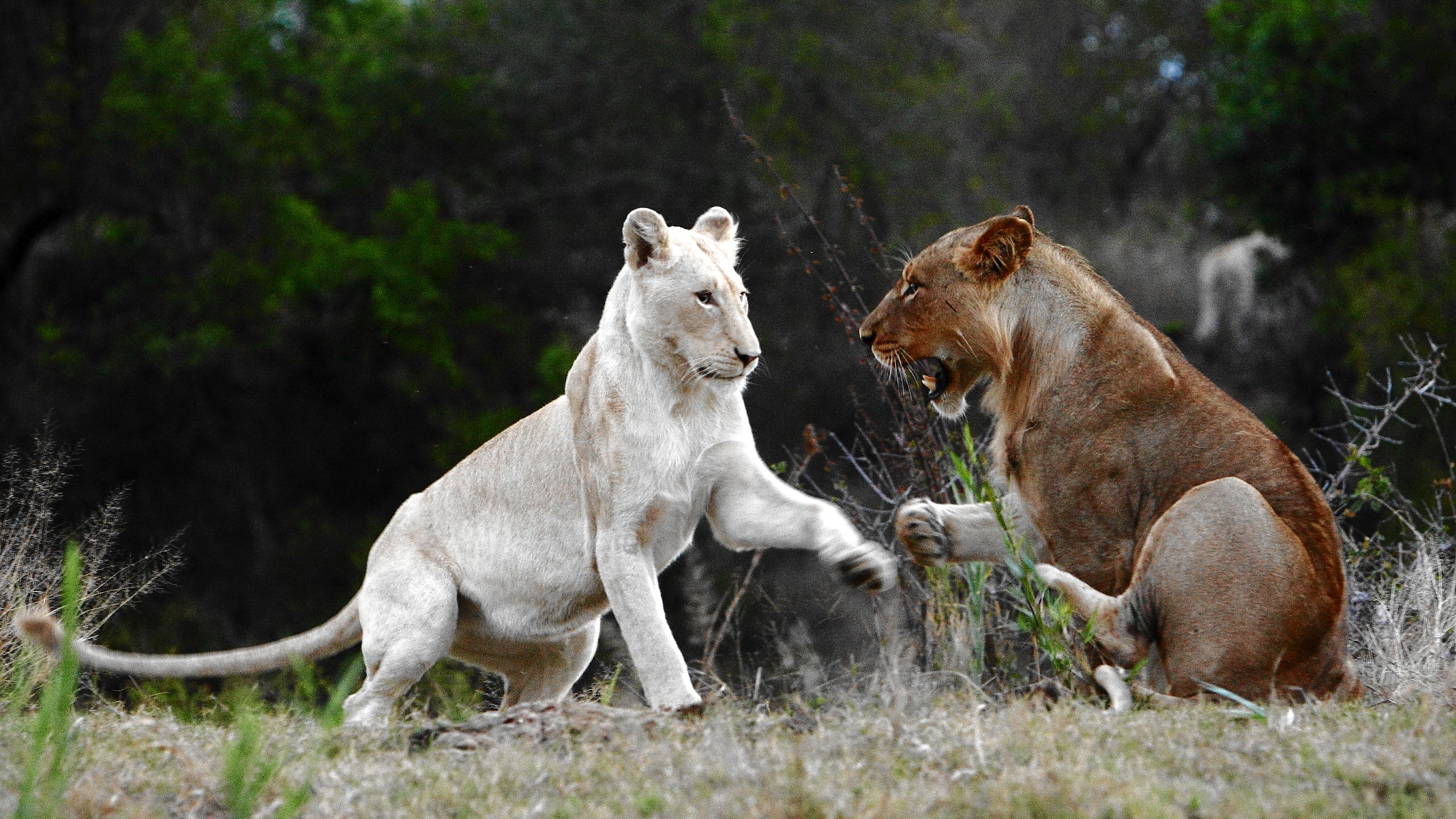 Обои lionesses лльвицы игра на рабочий стол