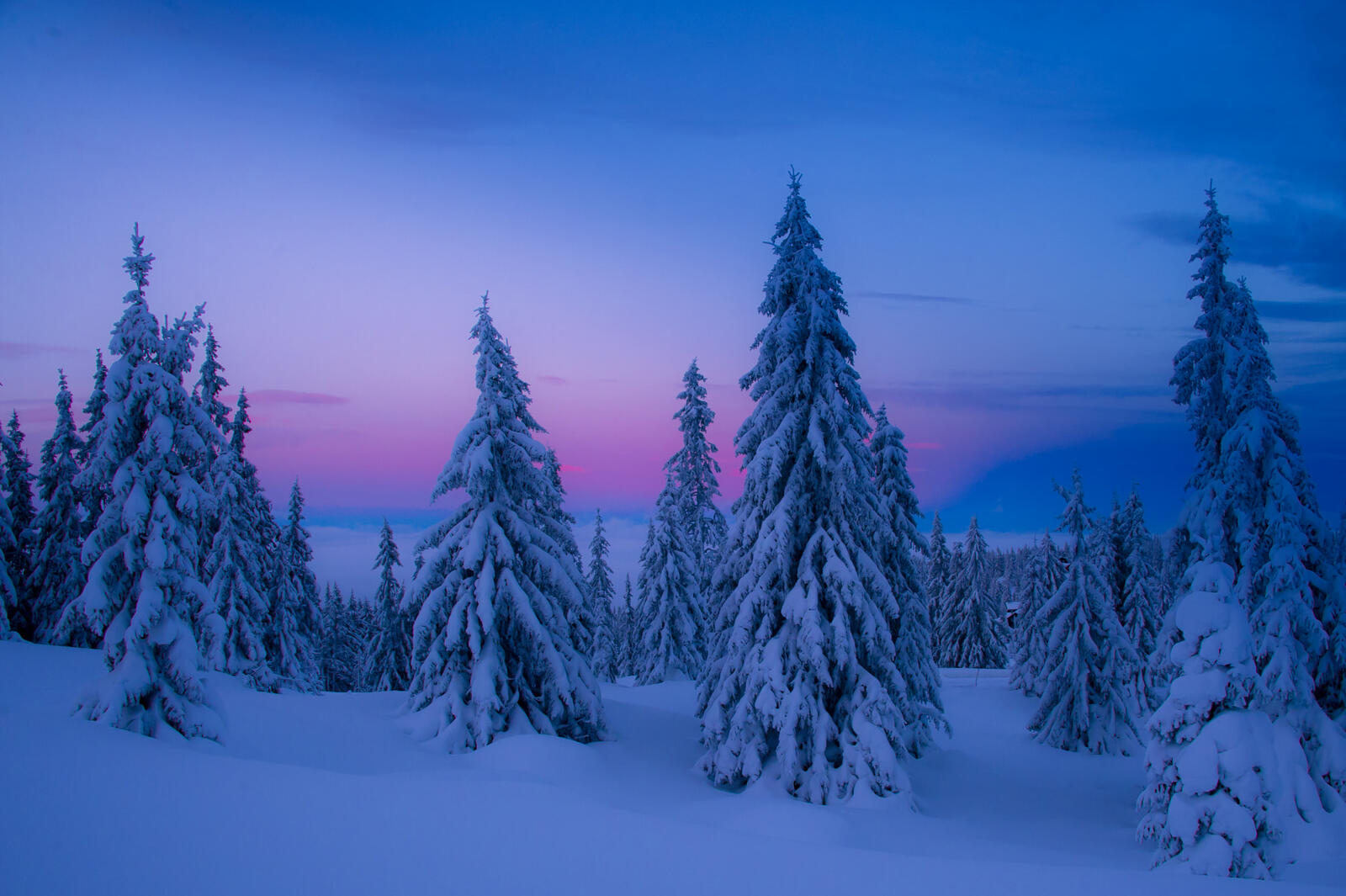Wallpapers blue hour trees Norway on the desktop