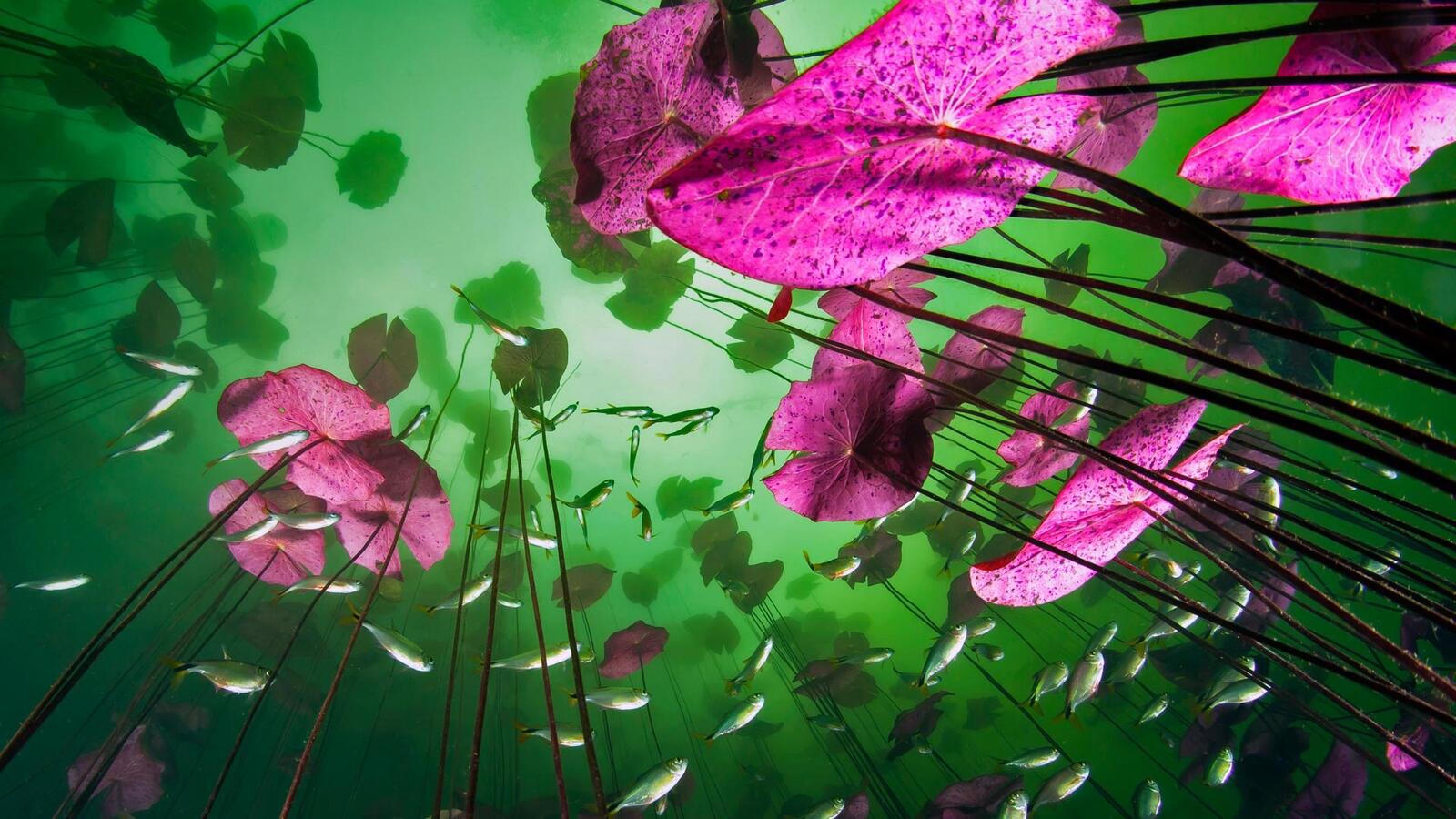 Wallpapers underwater plants fish depth on the desktop