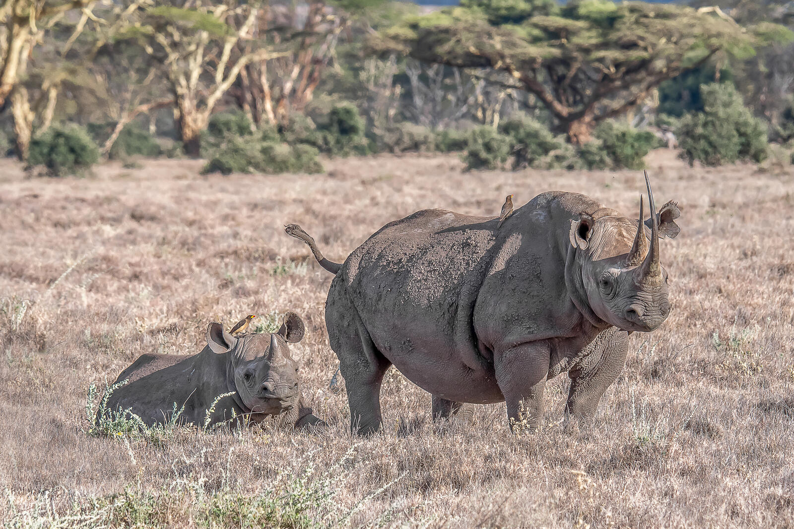 Обои черные носороги Кения носорог животное на рабочий стол
