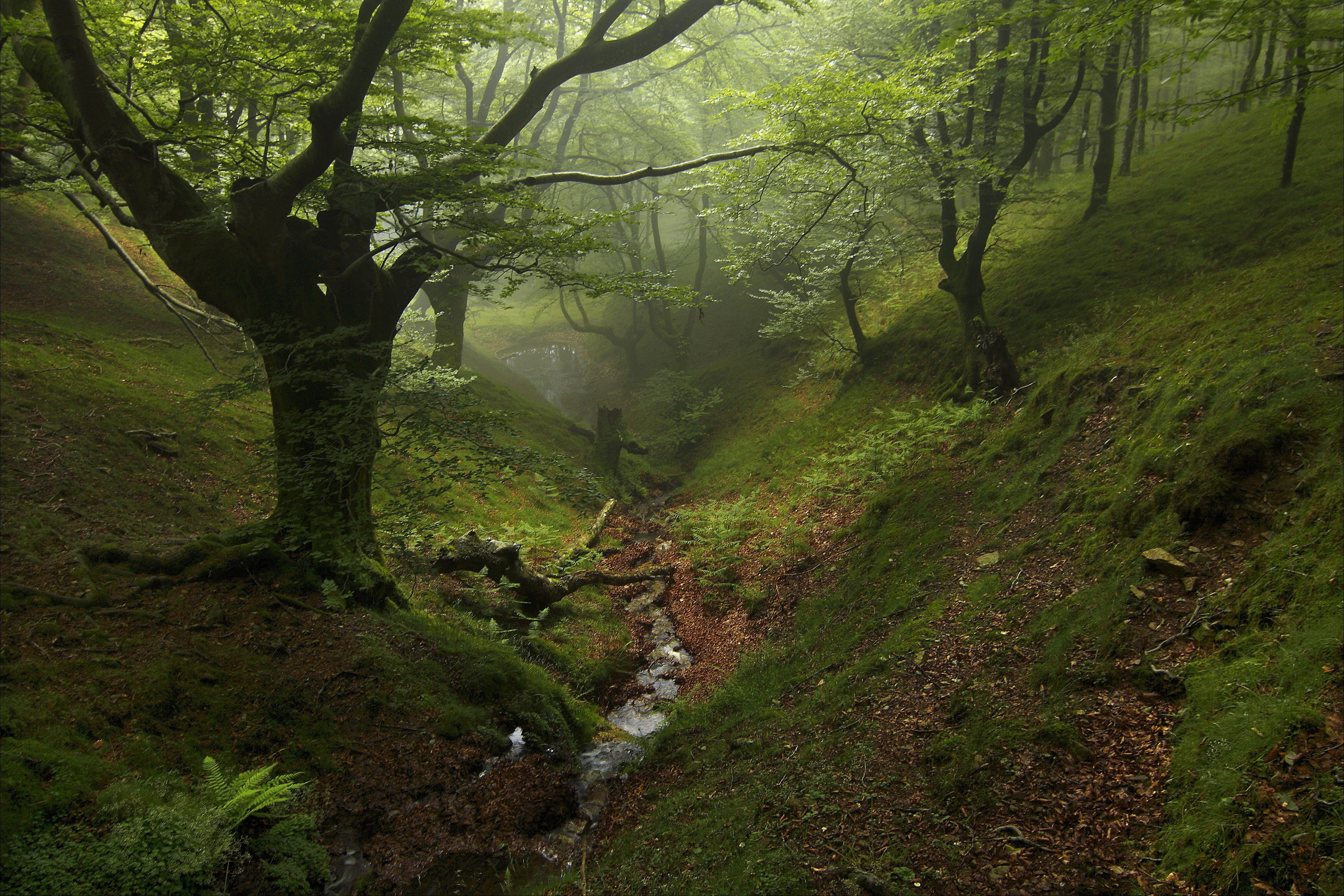 Фото бесплатно старый лес, туман, ручей