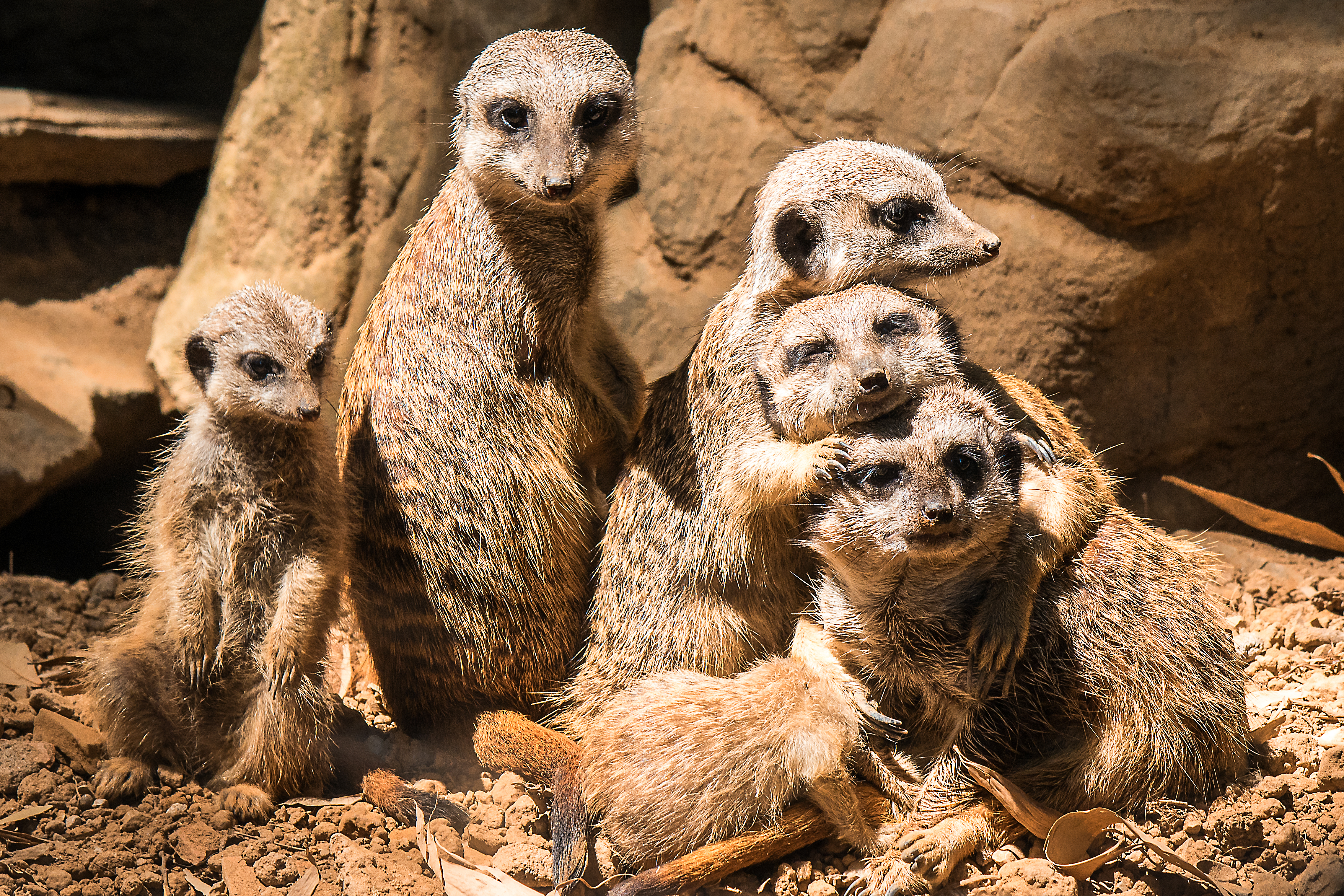 Фото бесплатно meerkat, обнимашки, suricate