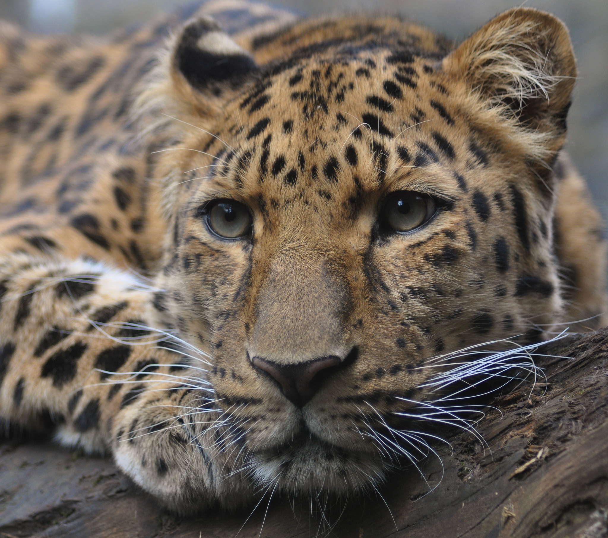 Free animal, the amur leopard is a beautiful wallpaper for desk