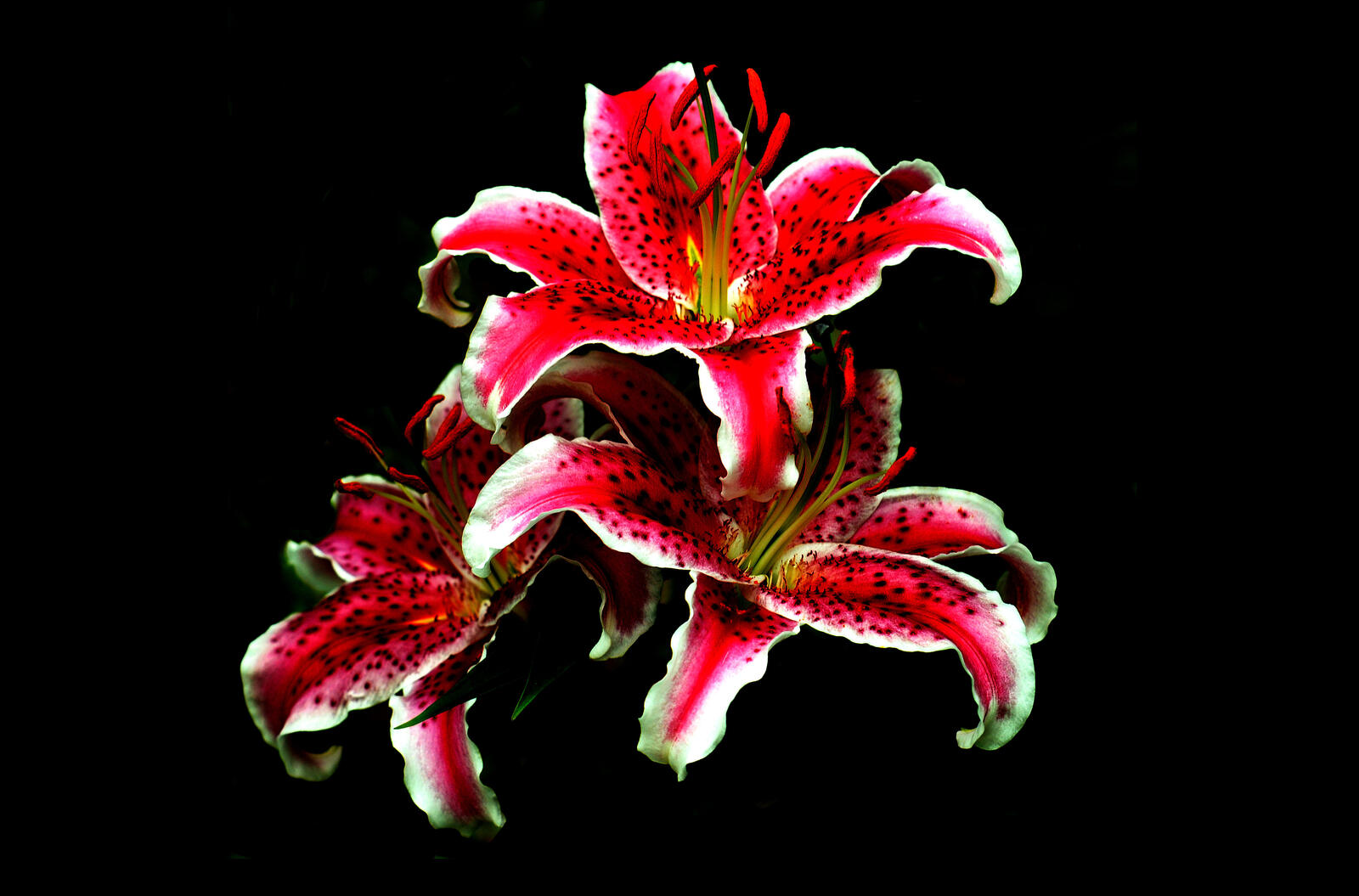 Wallpapers lilies three flowers red flowers on the desktop