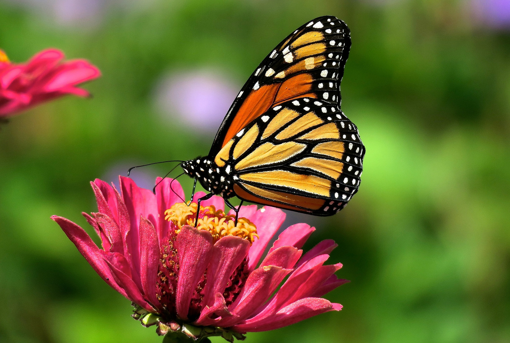 Фото бесплатно цветок, бабочка, нектар