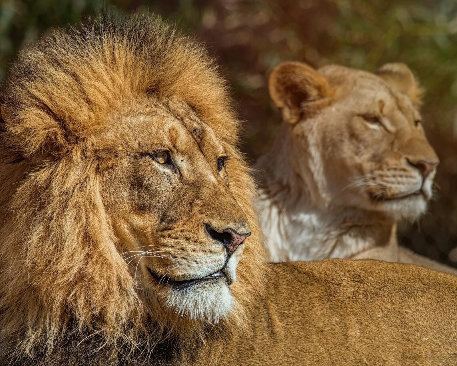 Бесплатное фото Прайд львов