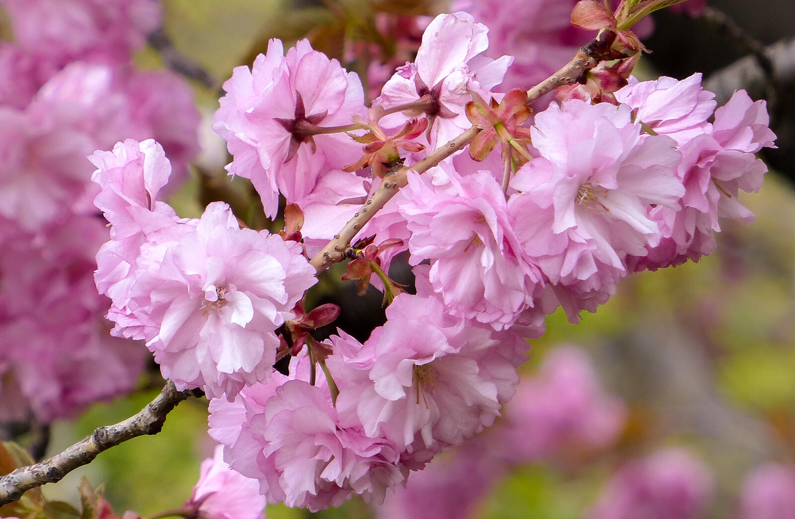 Обои ветка флора вишня цветет на рабочий стол