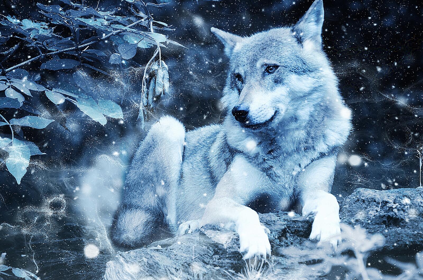 Wallpapers wolf predator winter on the desktop
