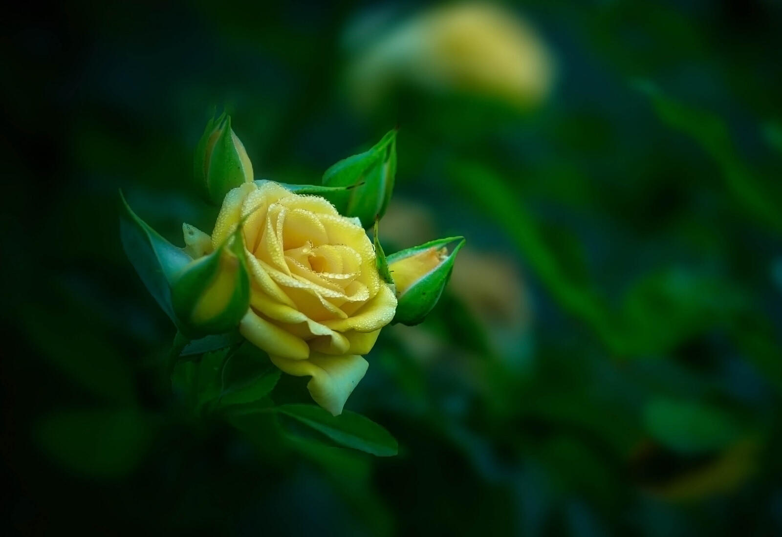 Обои Жёлтая роза зелёный фон цветок на рабочий стол
