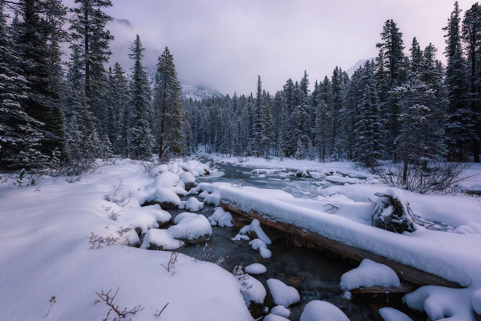 Обои Banff national park зима лес на рабочий стол