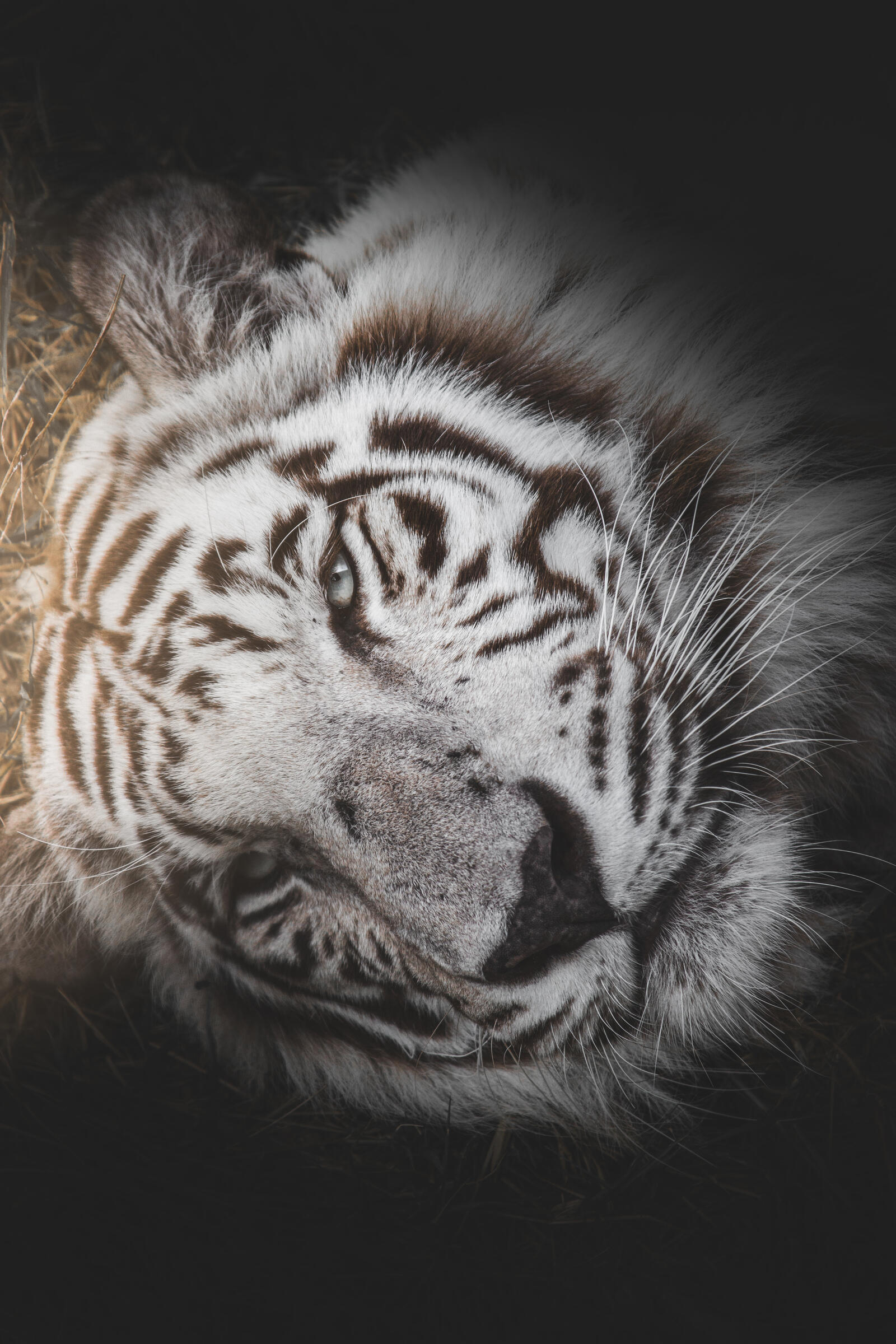 Бесплатное фото Уставший белый тигр