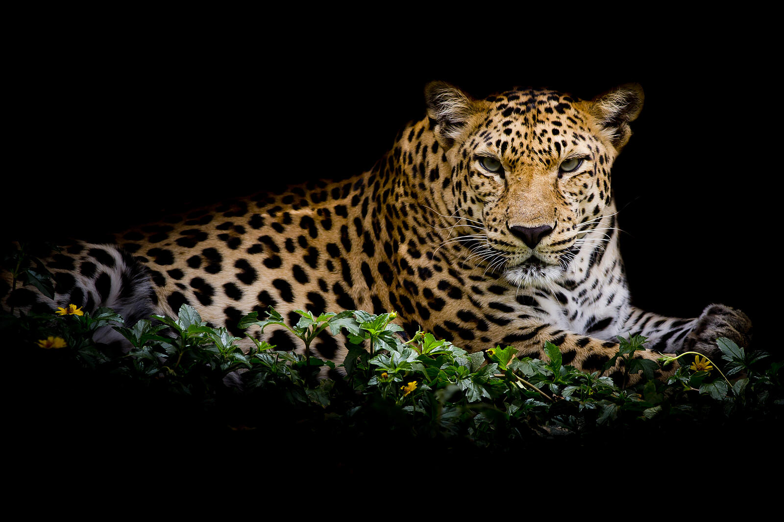 Free photo Predator phone wallpaper, leopard portrait