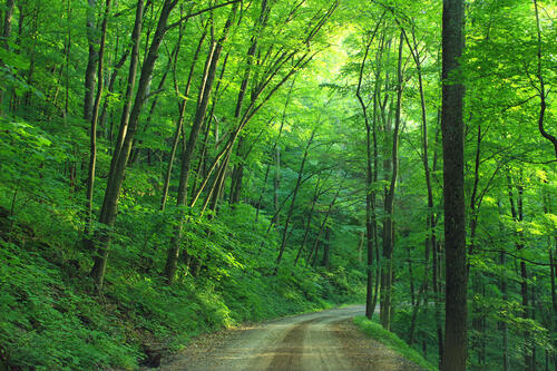 The forest summer road in the deep woods