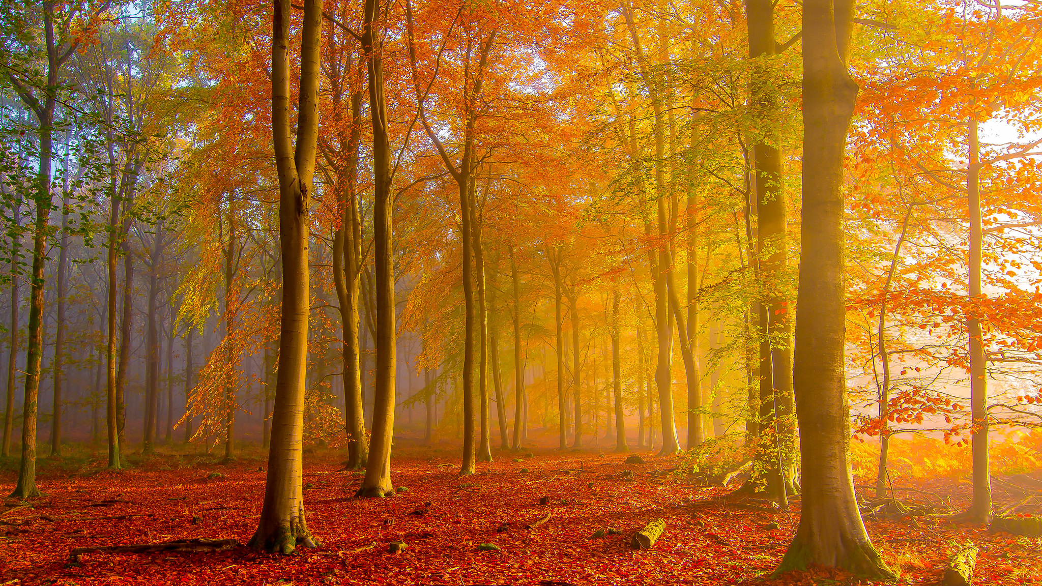 Wallpapers fall colors autumn leaves fog on the desktop