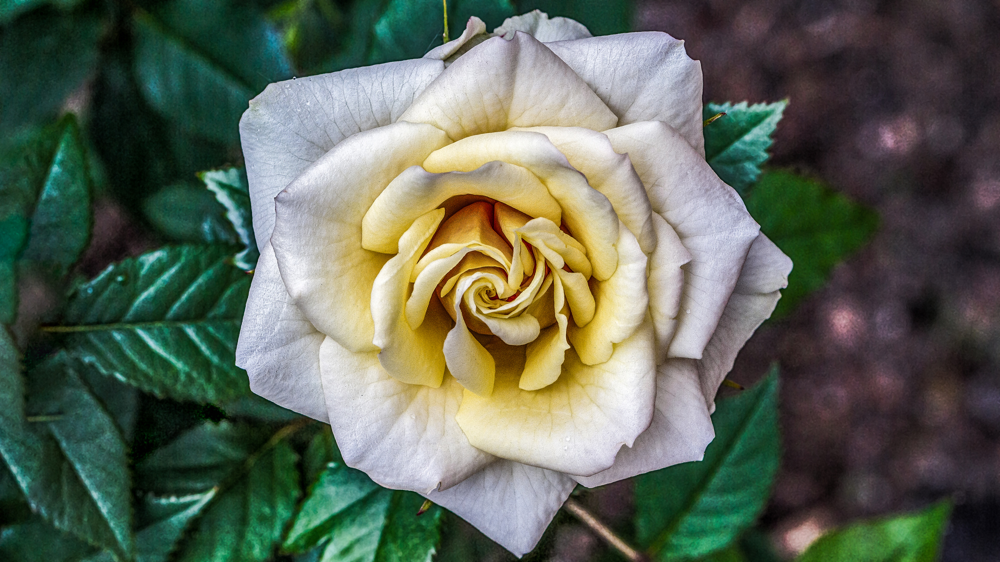 Фото бесплатно желтый бутон, цветок, одинокая роза