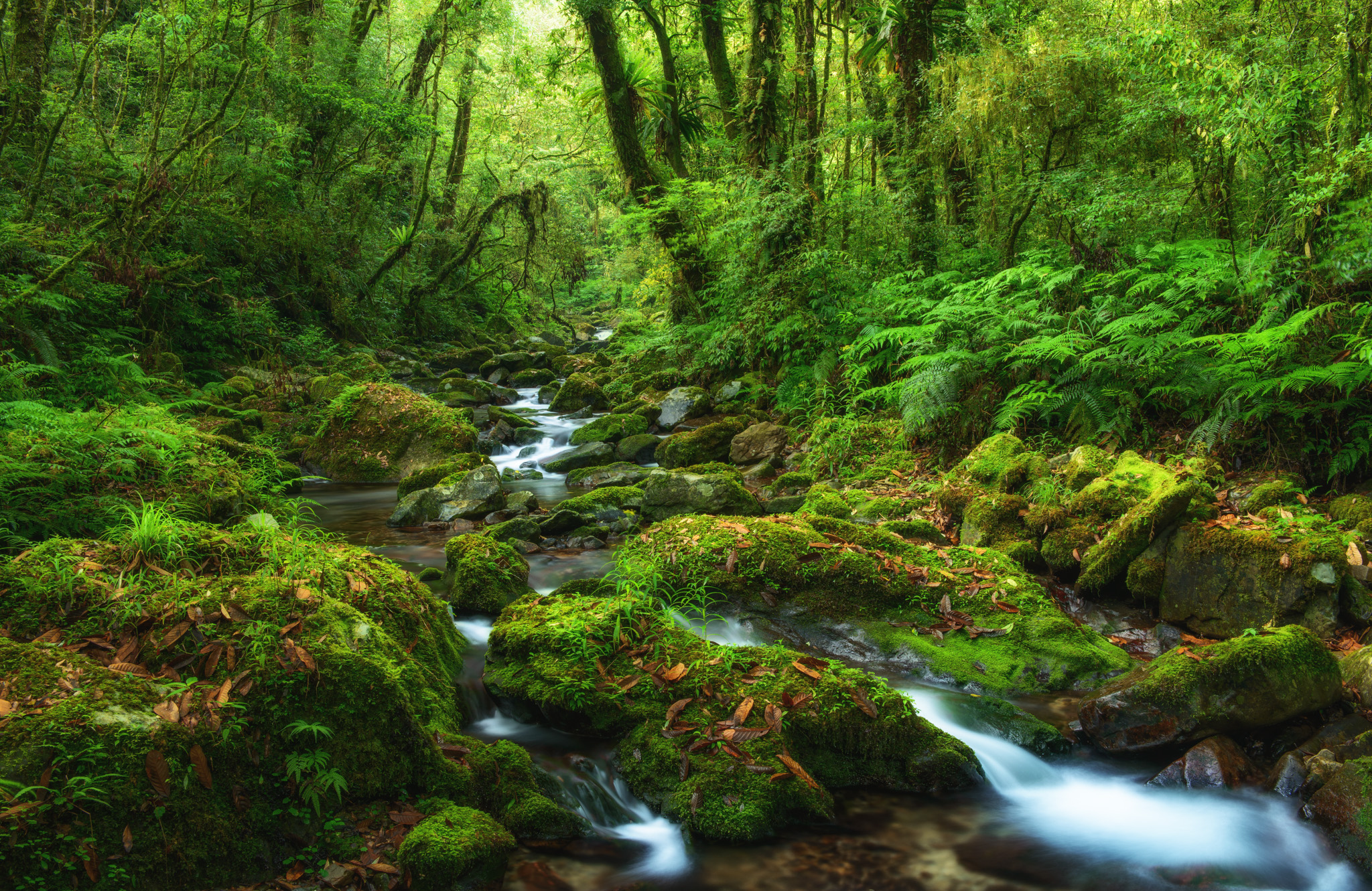 Фото бесплатно зеленый мох, река, пейзаж