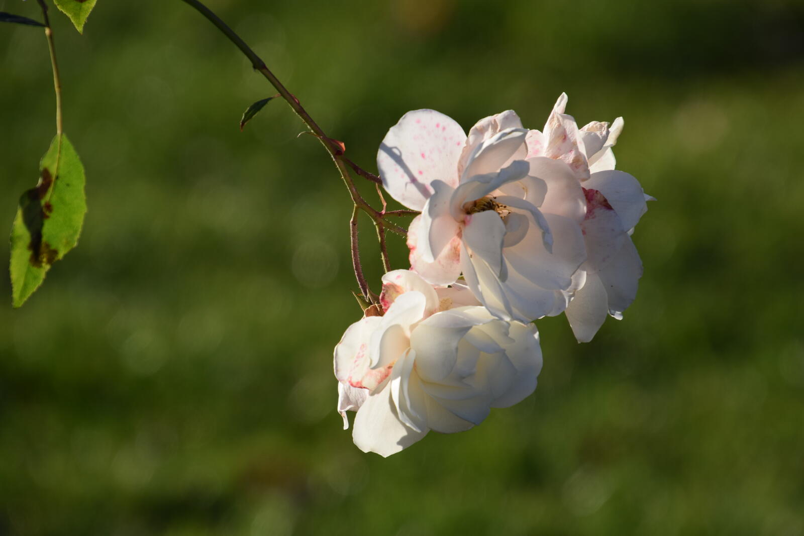 Обои розы белый цветок на рабочий стол