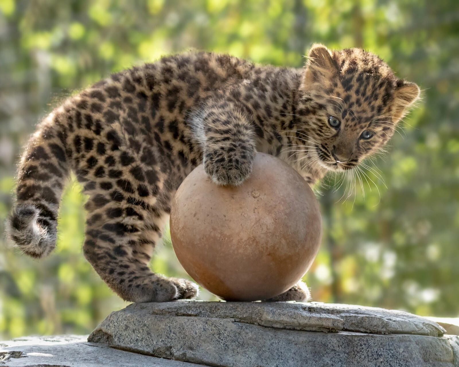 Бесплатное фото Окрас леопарда