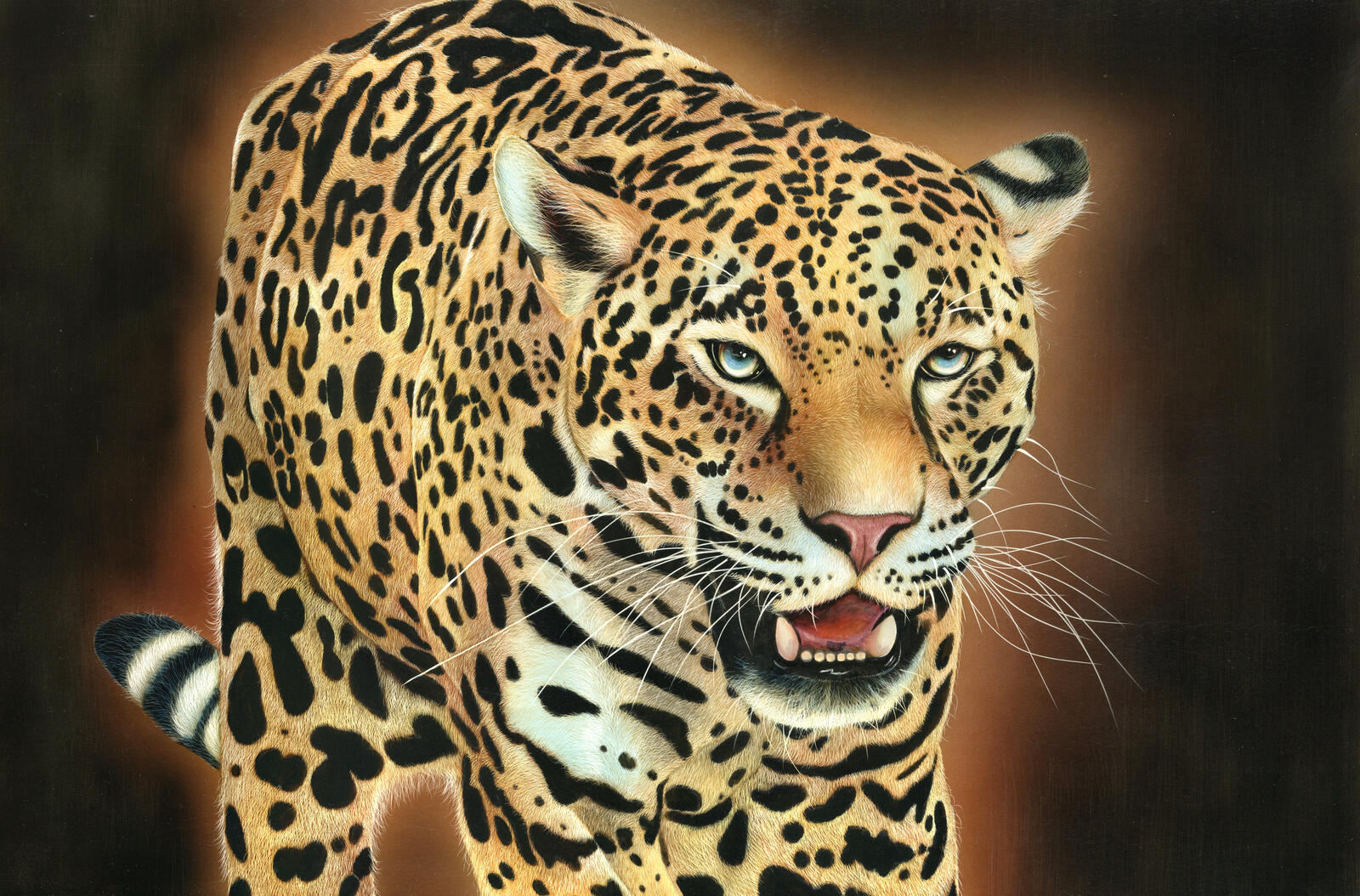 桌面上的壁纸美洲豹 野猫 动物