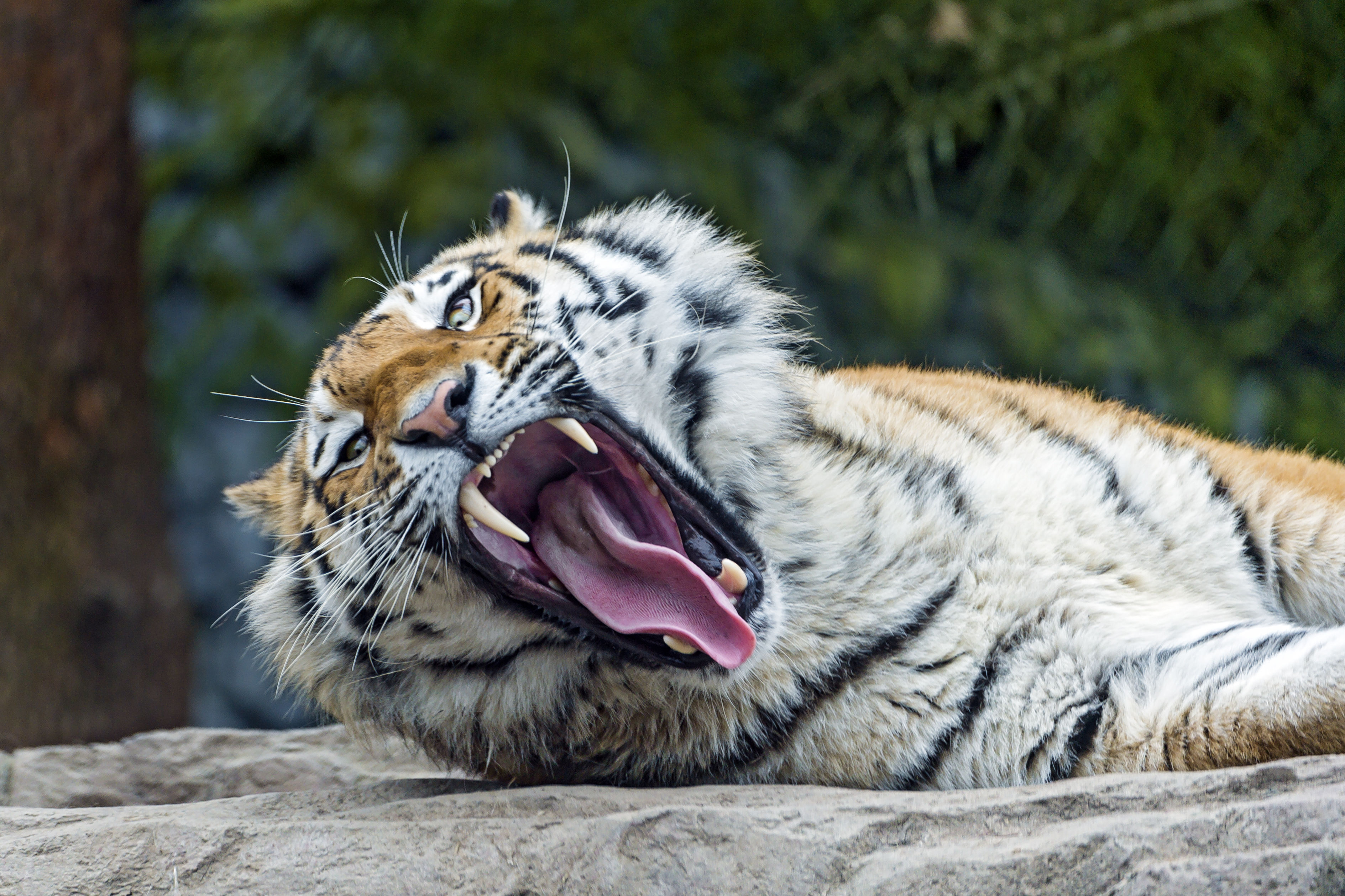Wallpapers tiger tigers wild cat face on the desktop