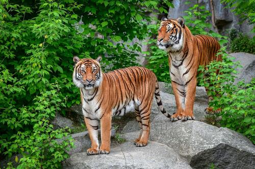 Screensaver Amur tiger, an animal on the iPhone