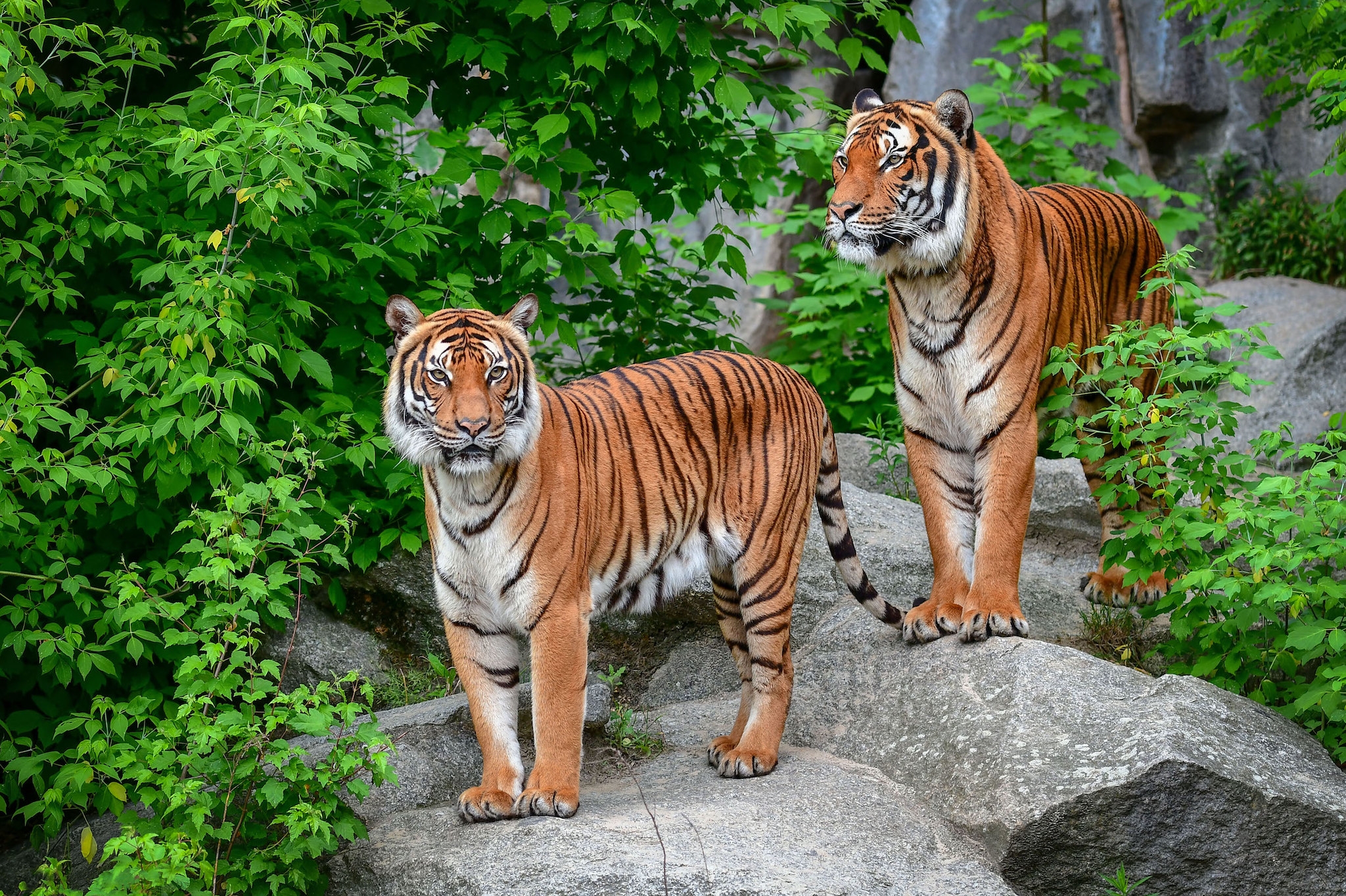 Free photo Screensaver Amur tiger, an animal on the iPhone