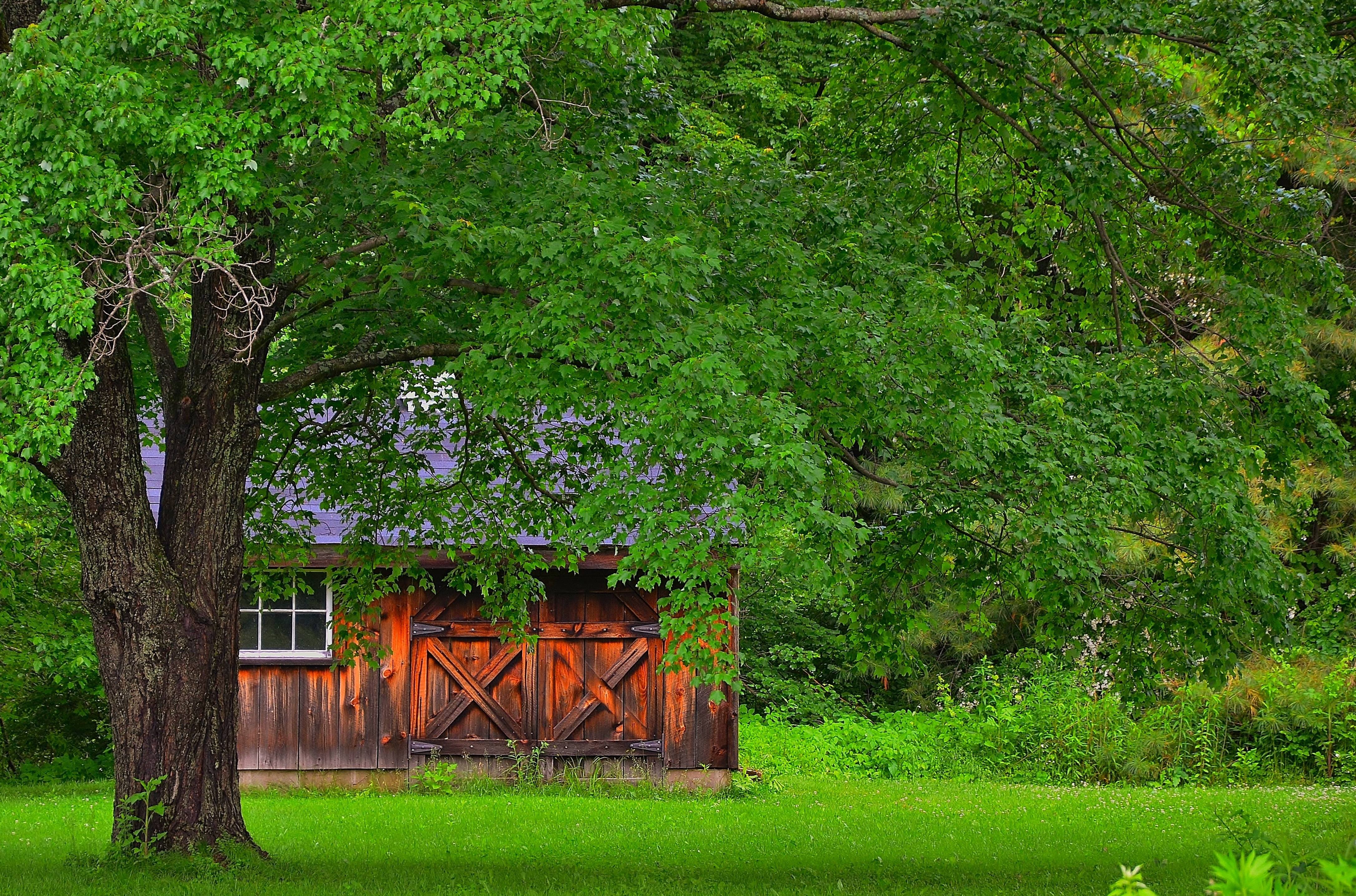 Бесплатное фото Дом за деревом
