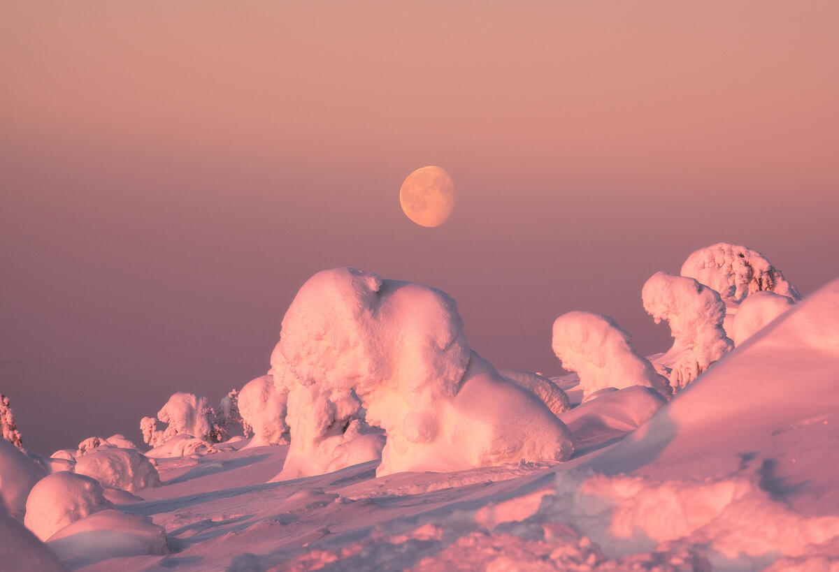 Snow lions under the moonlight