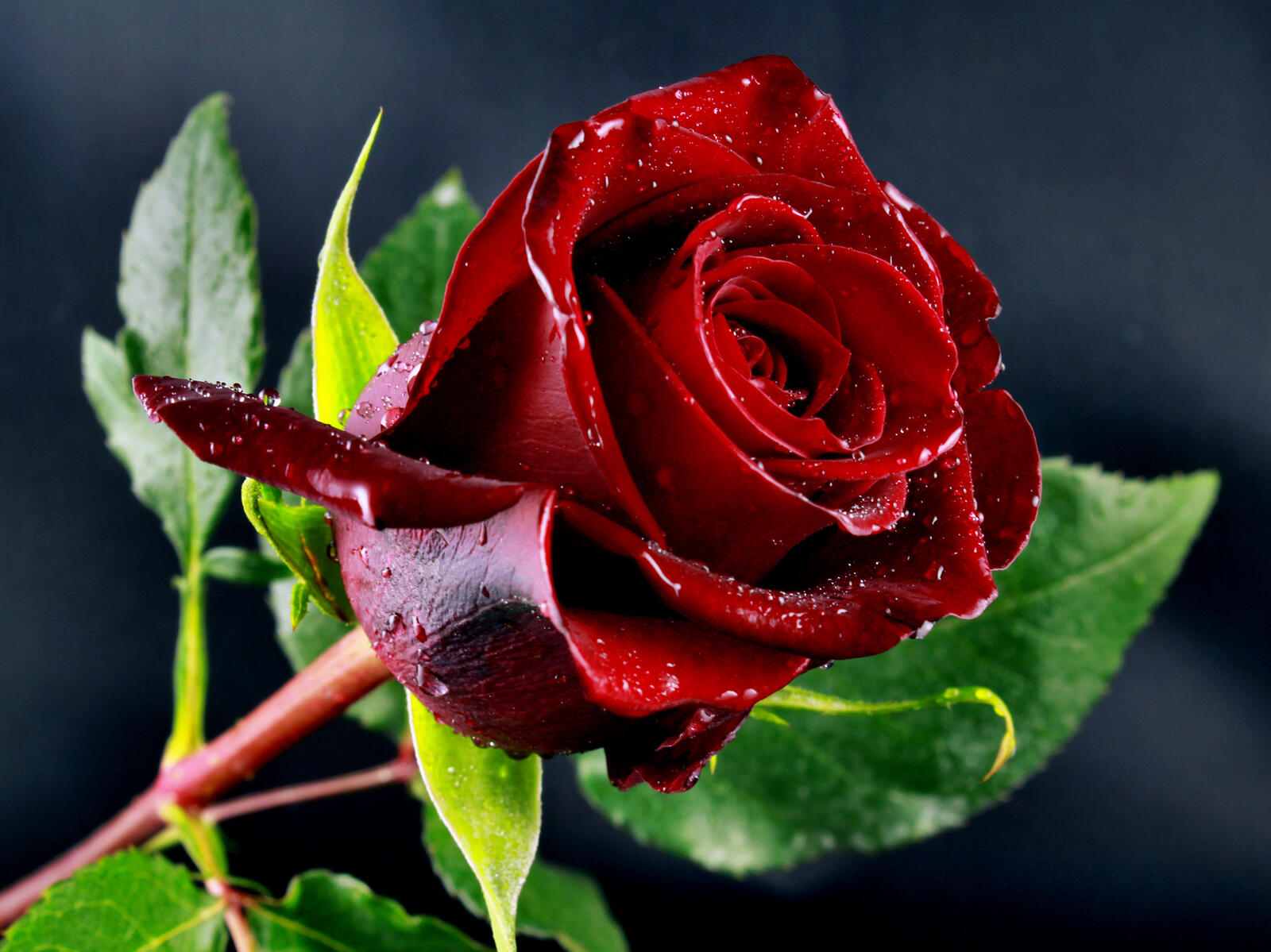 免费照片美丽的玫瑰花