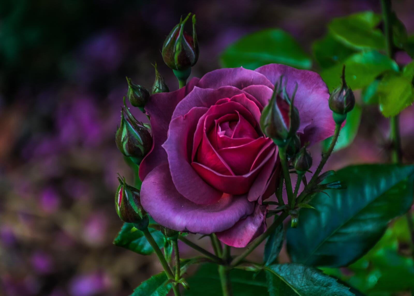 Бесплатное фото Темно-сиреневая роза