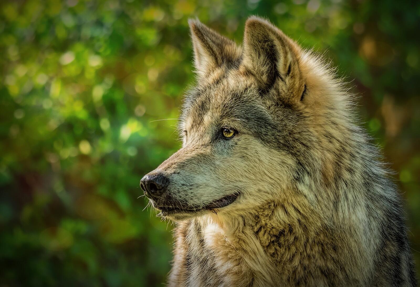 Wallpapers wolf predator profile on the desktop