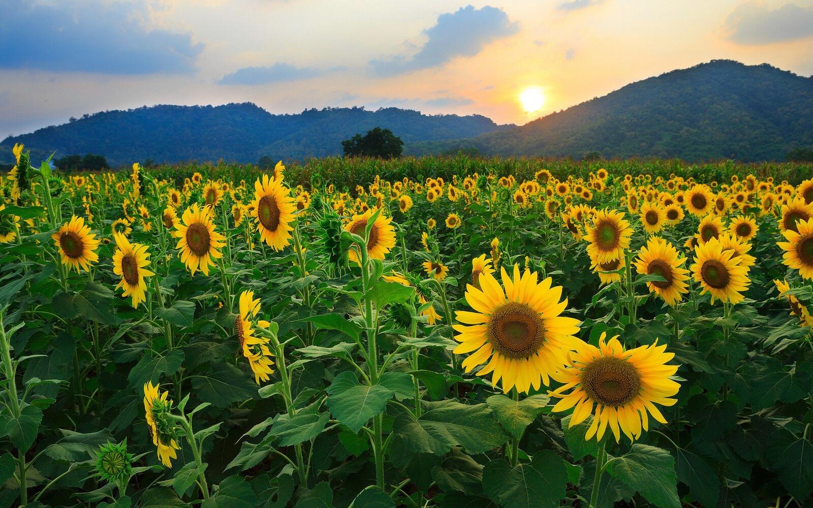 Wallpapers sunflowers field mountains on the desktop