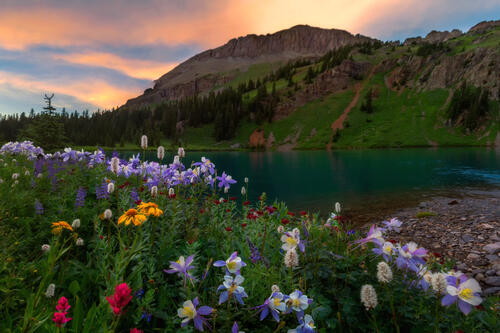 Flowers on the shore of a mountain lake