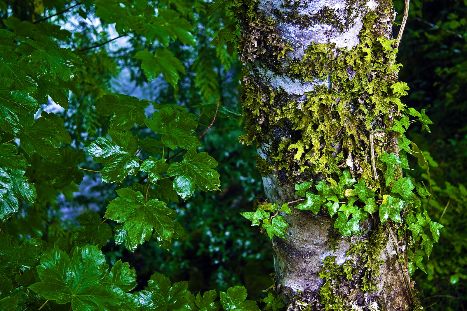 Wallpapers North Cascades National Park tree trunk on the desktop