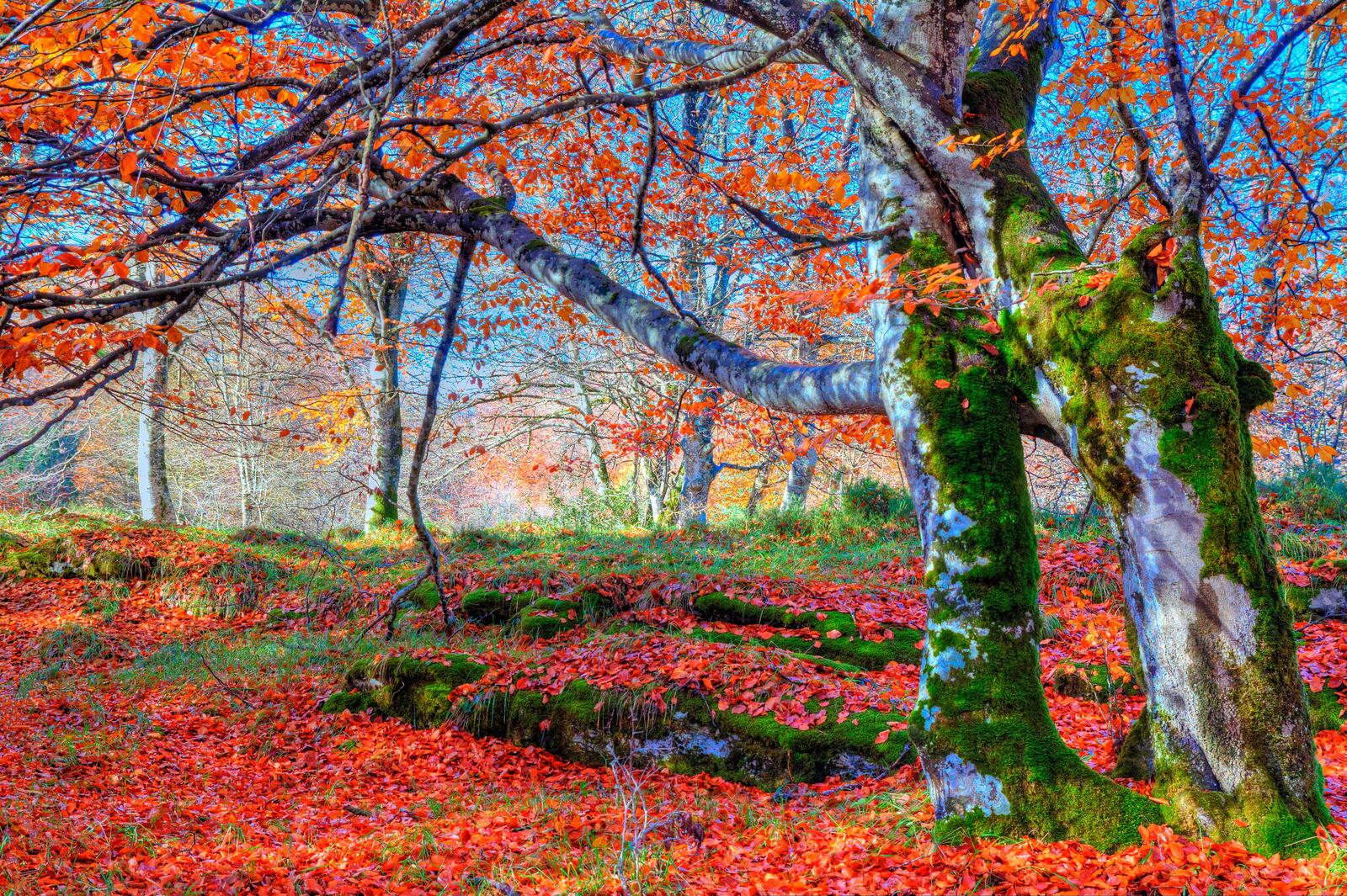 Wallpapers forest nature autumn leaves on the desktop
