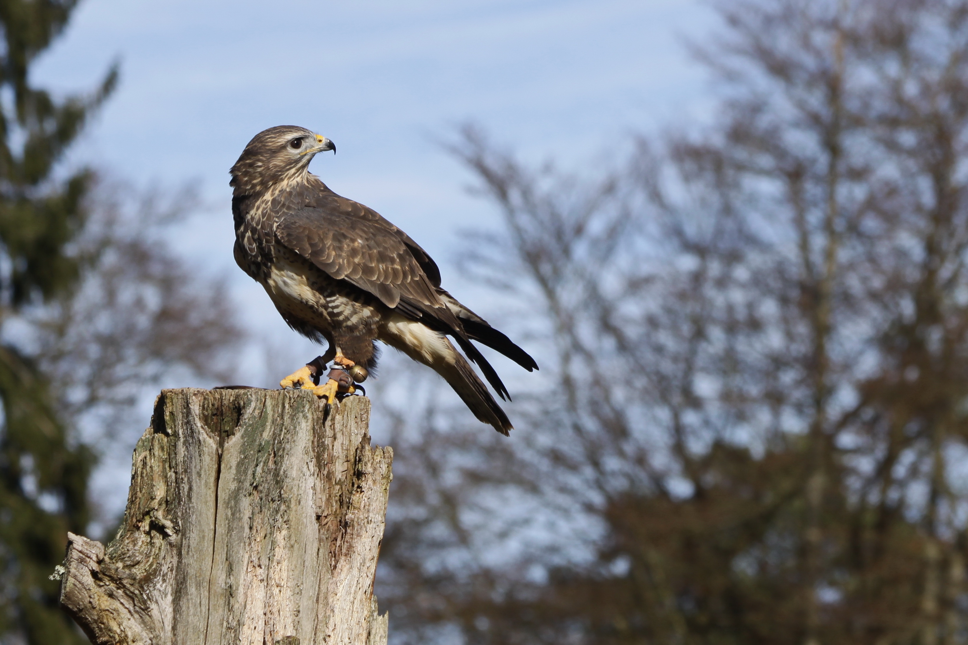 Photo free barbary falcon, wood, predator