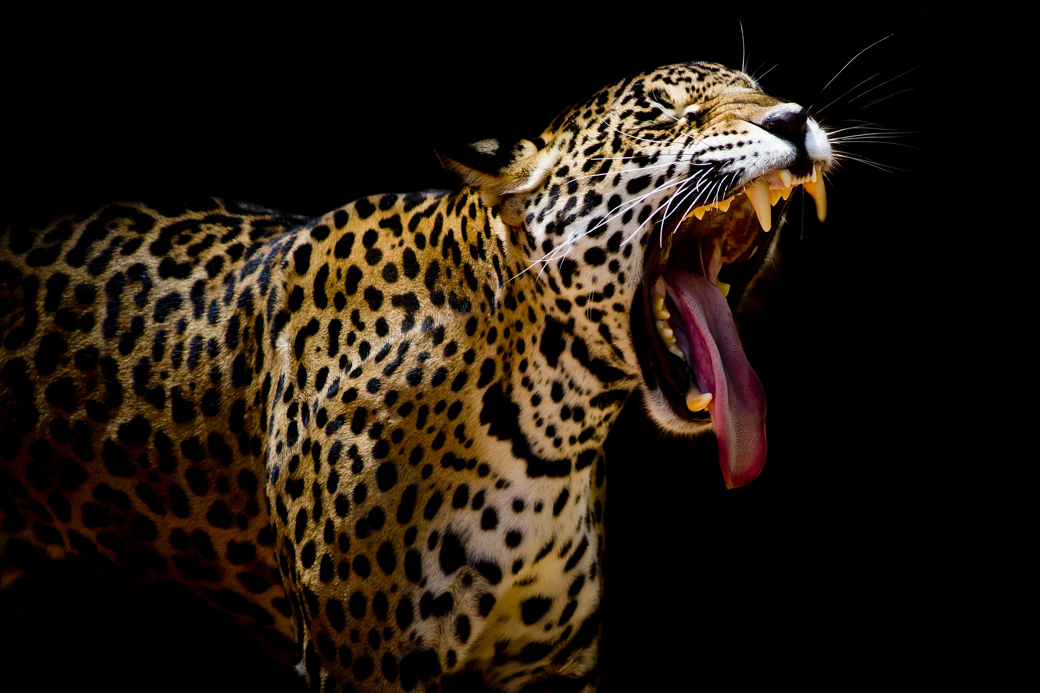 Wallpapers animal predator Leopard portrait on the desktop