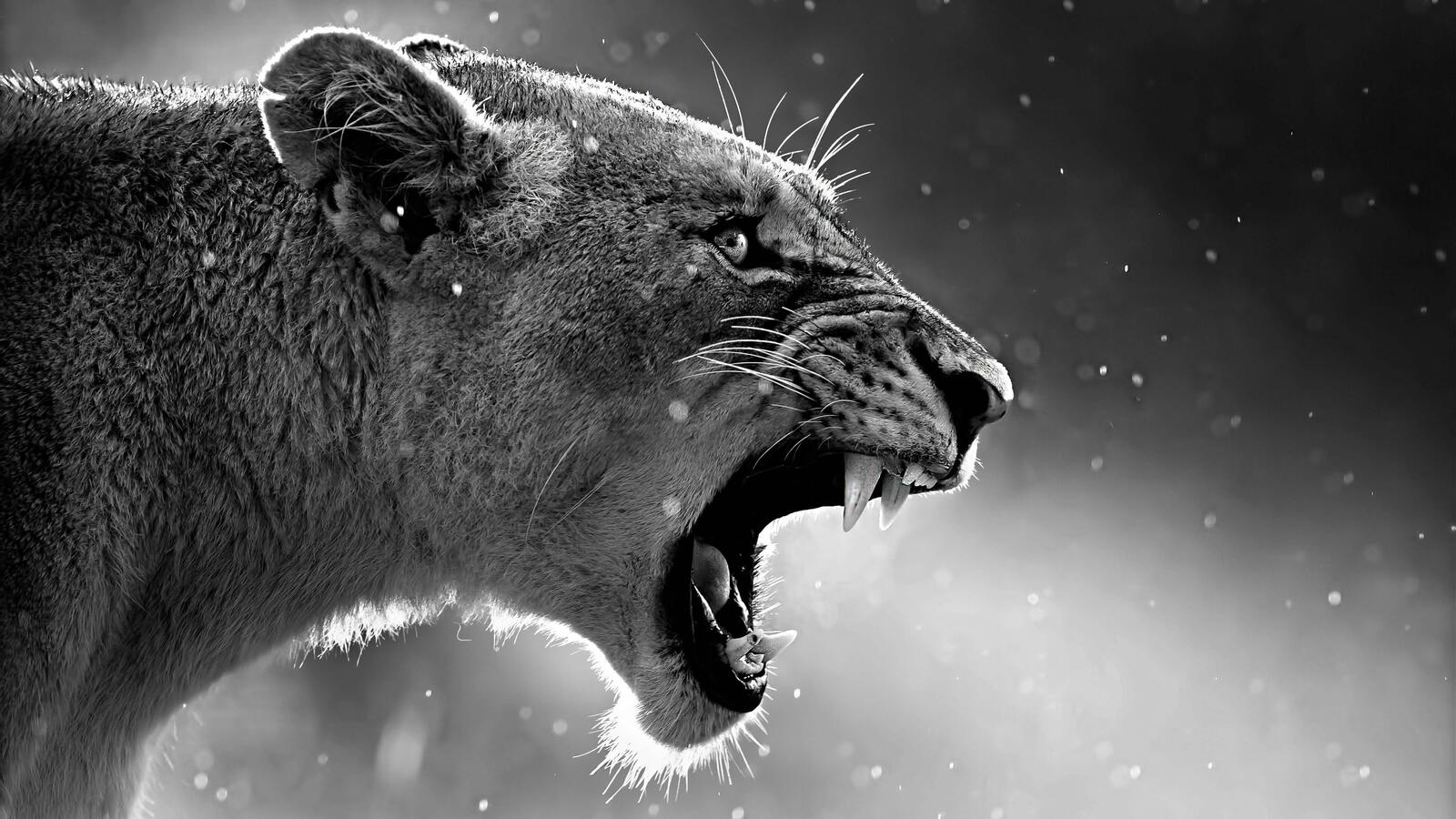 Wallpapers lion animals roar on the desktop